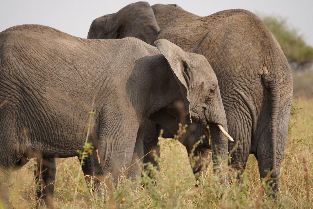 Safari and Zanzibar accommodation Safari and Zanzibar accommodation