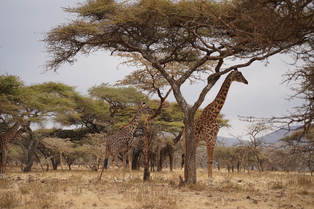 Zanzibar Villas & Safari