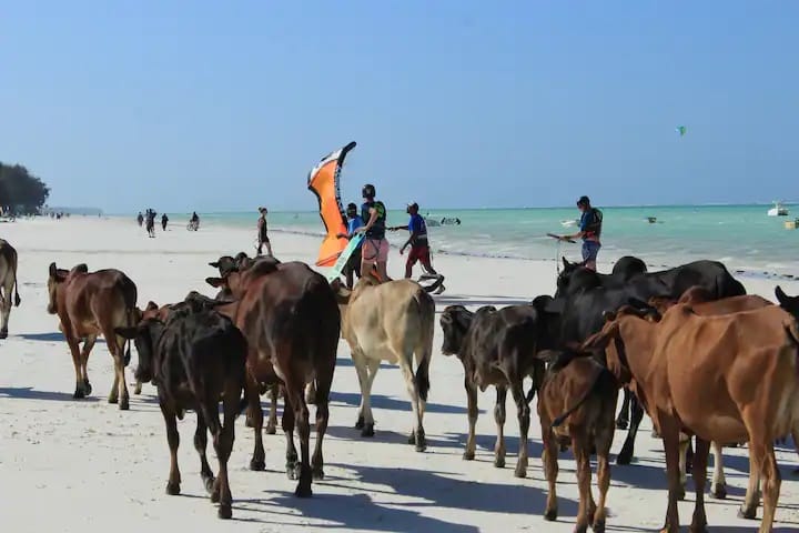 when visiting Zanzibar